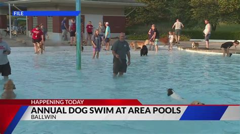 Annual dog swim at area pools today